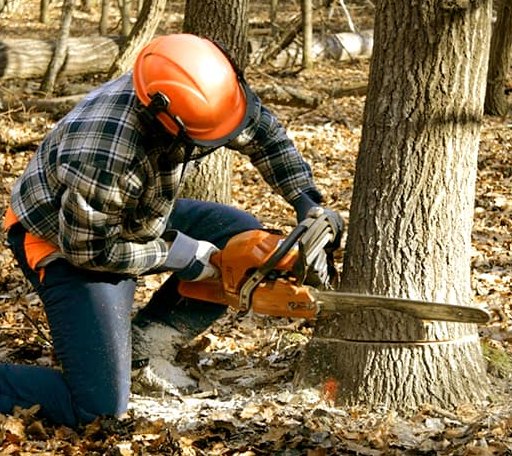 Tree Removal in Houston, OH